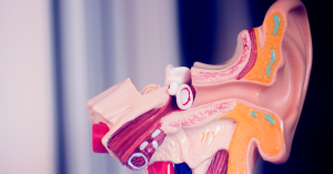 Diagram of the inner ear showing otosclerosis effects on hearing